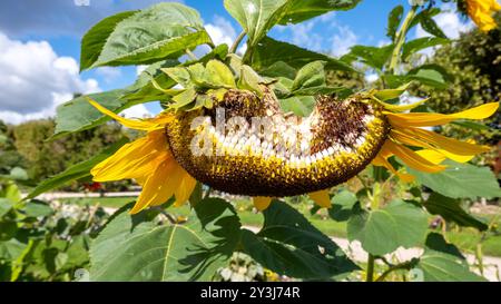 Ein Sonnenblumenkopf mit Samen. Stockfoto