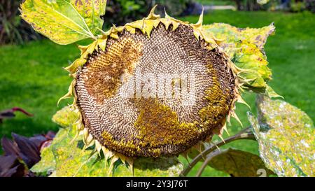 Ein Sonnenblumenkopf mit Samen. Stockfoto