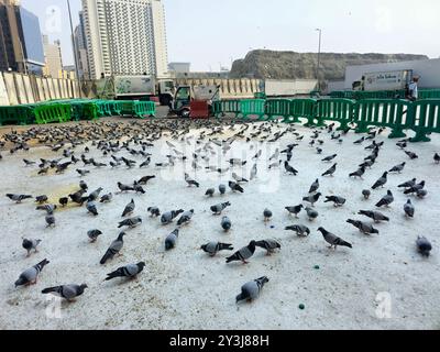 Mekka, Saudi-Arabien, 8. Juni 2024: Makkah Tauben, die sich durch die Schönheit ihrer Form, Farben, langen Hals und die unverwechselbaren Farben, die sie umgeben, auszeichnen Stockfoto