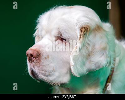 Nahaufnahme Porträt eines Clumber Spaniel Hundes Stockfoto