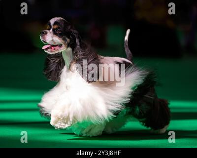 American Cocker Spaniel auf einer Hundeausstellung Stockfoto