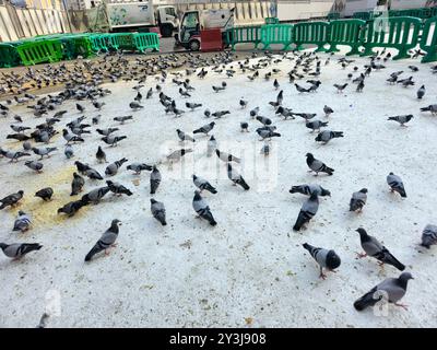 Mekka, Saudi-Arabien, 8. Juni 2024: Makkah Tauben, die sich durch die Schönheit ihrer Form, Farben, langen Hals und die unverwechselbaren Farben, die sie umgeben, auszeichnen Stockfoto