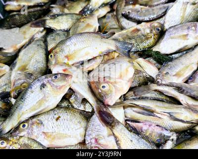 Haufen kleiner roher Tilapia-Fische Oreochromis niloticus zum Verkauf, ein in Teilen Afrikas und der Levante heimischer Cichlidenfisch, kommerziell bekannt Stockfoto