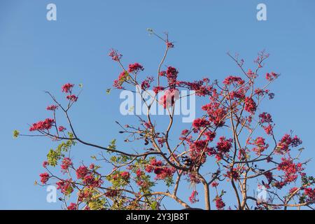 Sonnendurchflutete Zweige des betrunkenen Papageienbaums, schotia brachypetala, aus Südafrika, mit hellroten Blumen am blauen Himmel. Garden, Queensland, Australien. Stockfoto