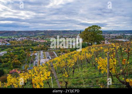 Weinberg bei Schloss Wackerbarth im Herbst. Weinterrassen. Radebeul. Deutschland. Stockfoto