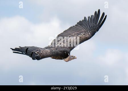 Rüppells Gänsegeier fliegt am Himmel Stockfoto