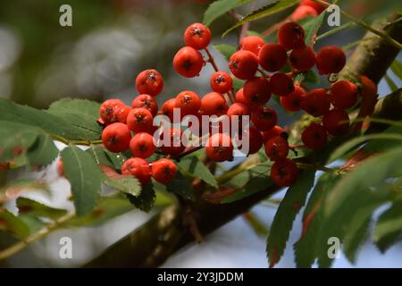 Diese rowan Beeren Reifen in der Natur an sonnigen Spätsommertagen. Stockfoto