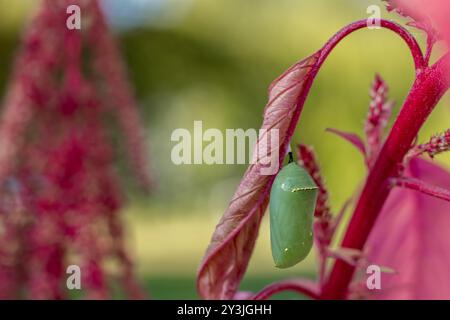 Monarch Butterfly, Danaus plexippus, jadengrüne Chrysalis auf leuchtend Fuchsia Amaranth Stockfoto