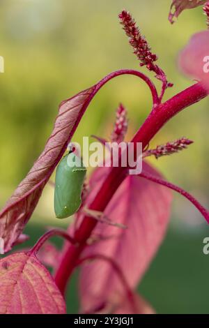 Monarch Butterfly, Danaus plexippus, jadengrüne Chrysalis auf leuchtend Fuchsia Amaranth Stockfoto