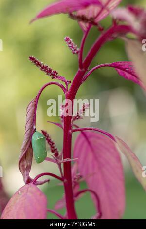 Monarch Butterfly, Danaus plexippus, jadengrüne Chrysalis auf leuchtend Fuchsia Amaranth Stockfoto