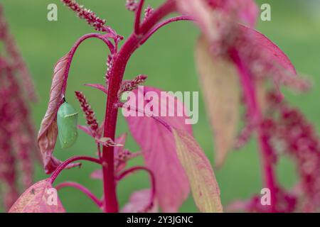 Monarch Butterfly, Danaus plexippus, jadengrüne Chrysalis auf leuchtend Fuchsia Amaranth Stockfoto