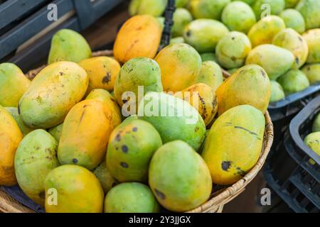Ein Korb gefüllt mit Reifen Mangos in verschiedenen Grün- und Gelbtönen, die ihre natürliche Textur und Farbvariationen zeigen. Der Korb ist gewebt und Stockfoto
