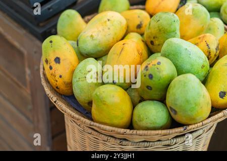 Ein Korb gefüllt mit Reifen Mangos in verschiedenen Grün- und Gelbtönen, die ihre natürliche Textur und Farbvariationen zeigen. Der Korb ist gewebt und Stockfoto