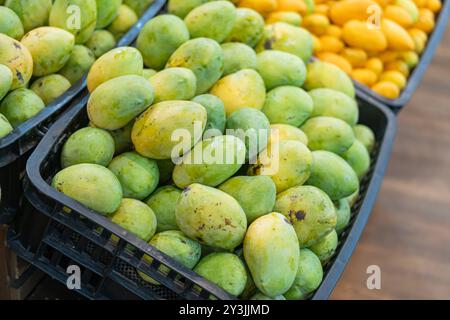 Ein Korb gefüllt mit Reifen Mangos in verschiedenen Grün- und Gelbtönen, die ihre natürliche Textur und Farbvariationen zeigen. Der Korb ist gewebt und Stockfoto