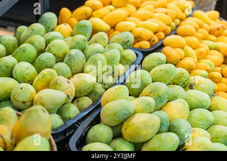 Ein Korb gefüllt mit Reifen Mangos in verschiedenen Grün- und Gelbtönen, die ihre natürliche Textur und Farbvariationen zeigen. Der Korb ist gewebt und Stockfoto