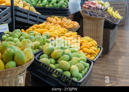 Ein Korb gefüllt mit Reifen Mangos in verschiedenen Grün- und Gelbtönen, die ihre natürliche Textur und Farbvariationen zeigen. Der Korb ist gewebt und Stockfoto