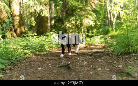 Katze läuft auf einem Waldweg Stockfoto