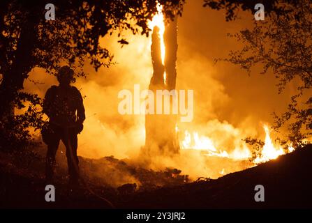 CAL Fire Mitglied untersucht eine Rinde in Flammen, die vom Bridge Fire in der Nähe von Big Pines, einer nicht eingemeindeten Gemeinde im Los Angeles County, CA, am 12. September 2024 geschmolzen wurde. (Foto: Danilo Perez/SIPA USA) Credit: SIPA USA/Alamy Live News Stockfoto