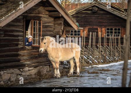 Oslo - 11. Februar 2023: Skandinavische Pferde im Oslo Open Air Museum in Oslo, Norwegen Stockfoto