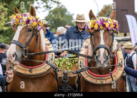 Drachhausen, Deutschland. September 2024. Prächtig geschmückte Pferde werden während der Parade zum 19. Brandenburger Dorf- und Erntefest entlang der Festivalroute geführt. Vermerk: Frank Hammerschmidt/dpa/Alamy Live News Stockfoto