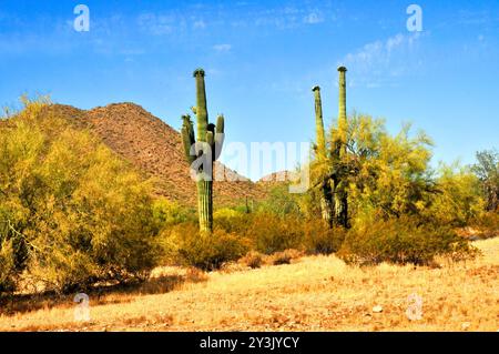 Die riesige Wüste Sonora San Tan Mountains im Zentrum von Arizona USA an einem frühen Sommermorgen Stockfoto