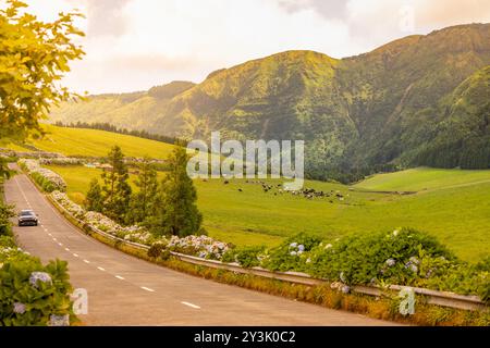 Wunderschöne Sommerlandschaft mit grünen Feldern und Kühen neben der Straße. Sete Cidades, Insel Sao Miguel, Azoren, Portugal, Europa. Stockfoto