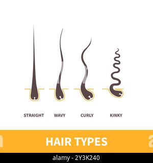Haartypen Chart Satz von Strängen Wachstumsmuster Stock Vektor