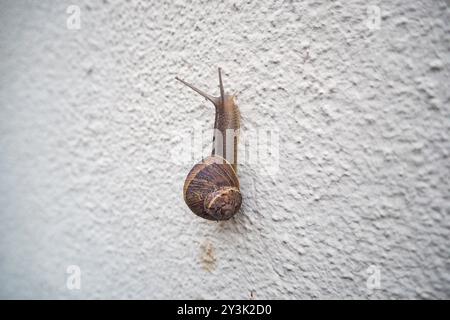 Junge Schnecke mit Haus kriecht an der Hauswand Stockfoto