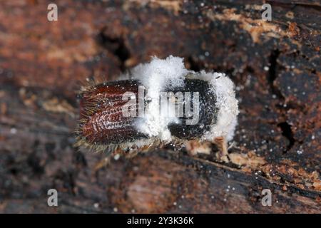 Ein Rindenkäfer unter der Rinde einer toten Fichte. Ein Käfer, der von einem entomopathogenen Pilz Beauveria bassiana getötet wurde. Stockfoto