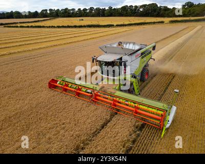 Luftaufnahmen eines Mähdreschers auf dem Feld in der Nähe von Rosyth in Fife., Schottland. Stockfoto