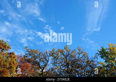 Herbstliche Landschaft Hintergrund mit Baumspitzen mit bunten wechselnden Blättern am blauen Himmel mit weißen Zirruswolken Stockfoto