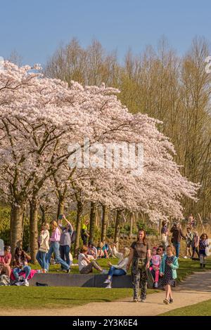 Amsterdam, Niederlande - 23. März 2022: Ein sonniger und geschäftiger Tag im Japanischen Blossom Park in den Amsterdamse Bos Stockfoto