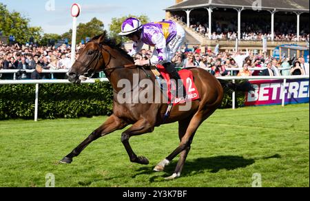 Doncaster, Großbritannien, Samstag, den 14. September 2024; Kinross und Jockey Rossa Ryan gewinnen die Betfred Park Stakes für Trainer Ralph Beckett und Besitzer Mark Chan. Credit JTW equine Images / Alamy. Stockfoto