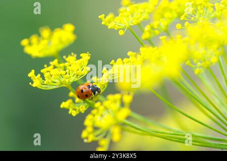 Ein Siebenfleckiger Marienkäfer (Coccinella septempunctata) auf einem Common Rue Blumenkopf (Ruta graveolens). Stockfoto