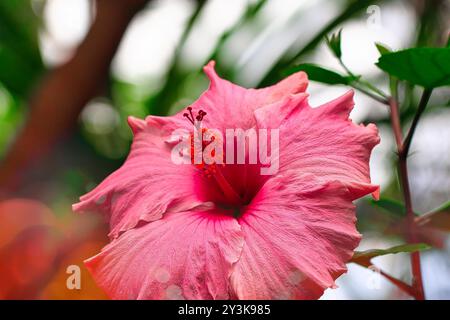 Eine Nahaufnahme einer leuchtenden rosa Hibiskusblüte mit zarten Blütenblättern und einem markanten Stamen vor einem unscharfen grünen Hintergrund. Stockfoto