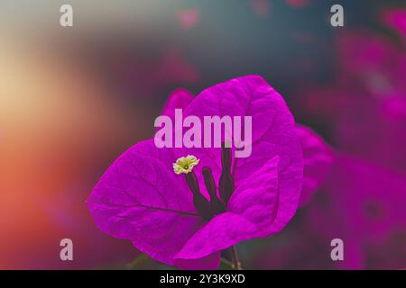 Eine Nahaufnahme einer leuchtenden rosa Bougainvillea-Blume mit zarten Blütenblättern und einem kleinen weißen Zentrum vor einem sanft verschwommenen Hintergrund. Stockfoto