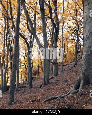 Alte Wälder im Herbst mit goldenen Farben auf hohen Buchen und gefallenen Blättern Stockfoto