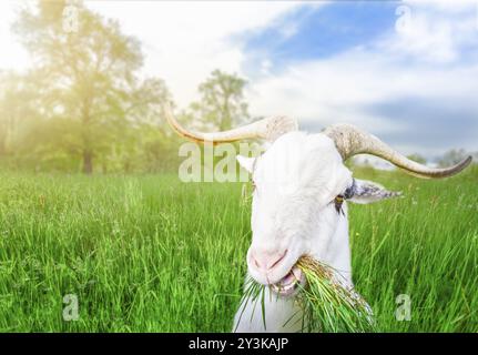 Lustige, weiße Ziege mit langen Hörnern und Gras im Mund, die Kamera in einem grünen Grasfeld an einem sonnigen Frühlingstag Stockfoto