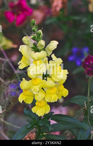 Eine Nahaufnahme einer gelben snapdrachenblume in einem Garten, umgeben von verschiedenen bunten Blüten. Der snapdragon verfügt über mehrere mehrschichtige Blütenblätter und Grün Stockfoto