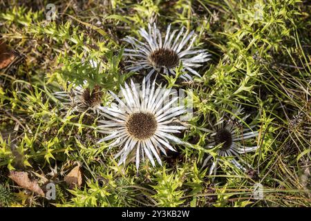 Silberdistel (Carlina acaulis), Nahaufnahme einer Blume. Deutschland Stockfoto
