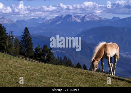 Haflinger Pferde, Fohlen (Equus ferus caballus) auf der Weide, Bergwiese, Vigiljoch bei Lana, Südtirol, Autonome Provinz Bozen, Italien Stockfoto