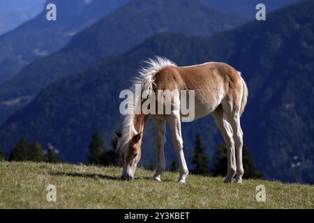 Haflinger Pferde, Fohlen (Equus ferus caballus) auf der Weide, Bergwiese, Vigiljoch bei Lana, Südtirol, Autonome Provinz Bozen, Italien Stockfoto