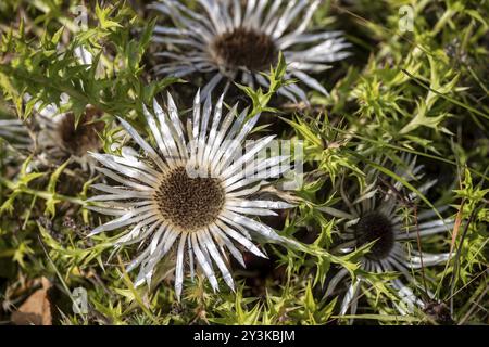 Silberdistel (Carlina acaulis), Nahaufnahme einer Blume. Deutschland Stockfoto