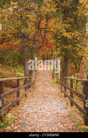 Endlose Gasse in Richtung Wald, umgeben von Zäunen und Bäumen, während die Herbstblätter an einem sonnigen Oktobertag darüber fallen Stockfoto