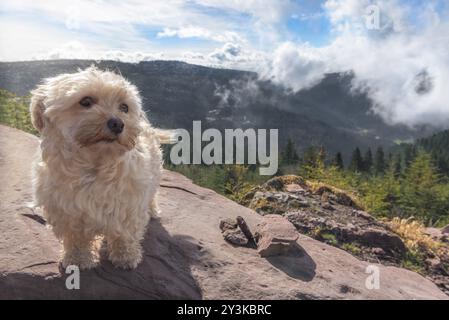 Bichon Havanese Hund steht auf einem Felsen, mit den Gipfeln der Hornisgrinde bedeckt von Wolken, im Hintergrund, bei Seebach, Deutschland, Euro Stockfoto