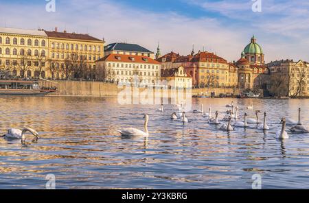 Stadtbild mit Prag, der Hauptstadt der Tschechischen Republik, an einem sonnigen Märztag und einer Schar Schwäne, die auf dem Wasser der Moldau schwimmen Stockfoto