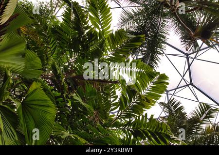 Ein Blick von unten auf üppig grüne Palmenblätter und tropische Pflanzen, mit einer geometrischen Glasstruktur über dem Kopf, die das Licht durchfiltert. Stockfoto