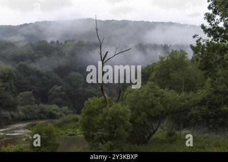 Düstere Landschaft mit einem grünen Wald, der von Nebel übersät ist, und einem einzigen Baum, trocken, ohne Blätter steht allein in der Nähe eines kleinen Flusses, in Braunsbach, Deutschland, E Stockfoto