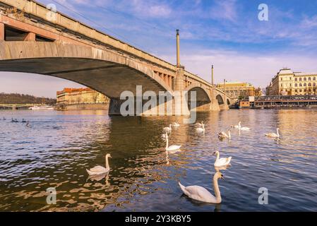 Gebäude- und Brückenlandschaft in Prag, der Hauptstadt der Tschechischen Republik, mit einer Gruppe Schwäne auf der Moldau an einem sonnigen Frühlingstag Stockfoto