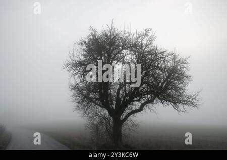 Dramatische Landschaft mit einem blattlosen Baum, einer Landstraße und einer von Morgennebel bedeckten Wiese an einem kalten Dezembertag in Schwabisch Hall, Deutschland, E Stockfoto